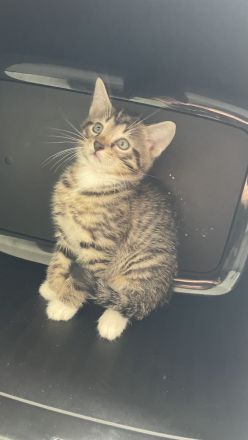 Zwei liebevolle Kater suchen ein neues Zuhause