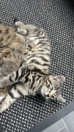 Zwei liebevolle Kater suchen ein neues Zuhause