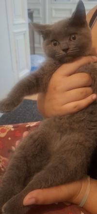 Kitten abzugen BKH