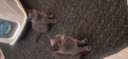 Kitten abzugen BKH