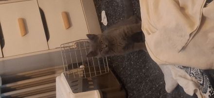 Kitten abzugen BKH