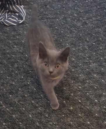 Kitten abzugen BKH