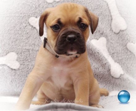 Alternativ Französische Bulldoggen mit Rute und guter Schnauze inkl Ahnentafel