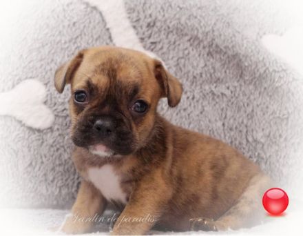 Alternativ Französische Bulldoggen mit Rute und guter Schnauze inkl Ahnentafel