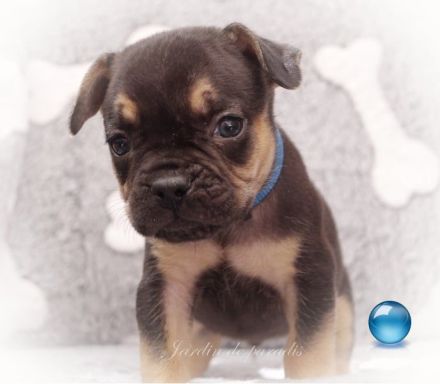 Alternativ Französische Bulldoggen mit Rute und guter Schnauze inkl Ahnentafel