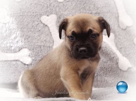 Alternativ Französische Bulldoggen mit Rute und guter Schnauze inkl Ahnentafel