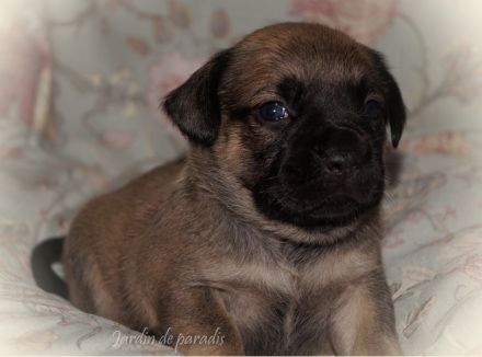 Alternativ Französische Bulldoggen mit Rute und guter Schnauze