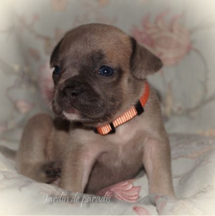 Alternativ Französische Bulldoggen mit Rute und guter Schnauze