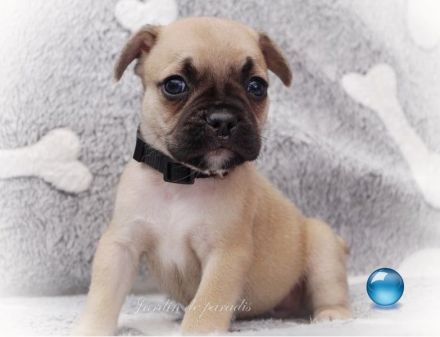 Alternativ Französische Bulldoggen mit Rute und guter Schnauze inkl Ahnentafel