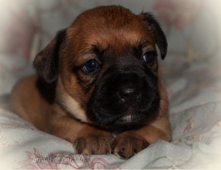 Alternativ Französische Bulldoggen mit Rute und guter Schnauze