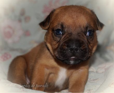Alternativ Französische Bulldoggen mit Rute und guter Schnauze