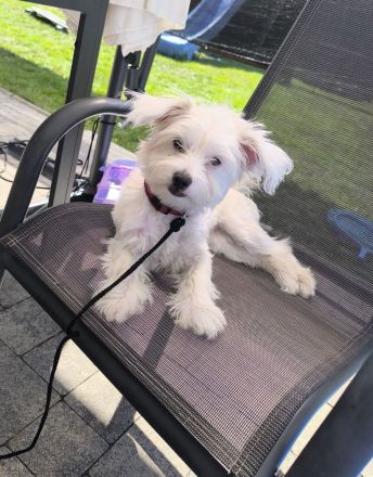 Malteser Chihuahua Mix