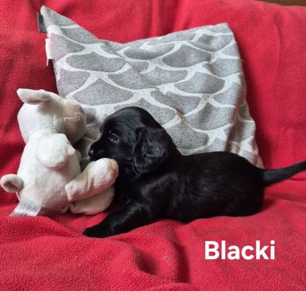 Süße Cocker Spaniel Mix Welpen suchen neues Zuhause