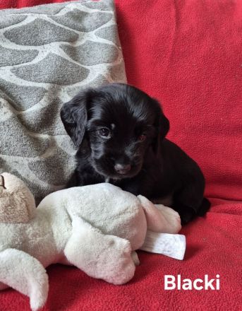 Süße Cocker Spaniel Mix Welpen suchen neues Zuhause