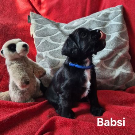 Süße Cocker Spaniel Mix Welpen suchen neues Zuhause