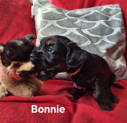 Süße Cocker Spaniel Mix Welpen suchen neues Zuhause