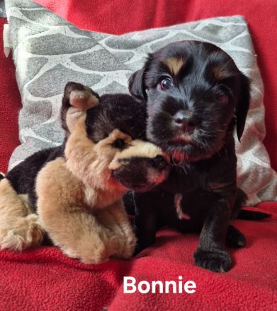 Süße Cocker Spaniel Mix Welpen suchen neues Zuhause