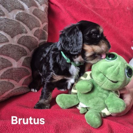Süße Cocker Spaniel Mix Welpen suchen neues Zuhause