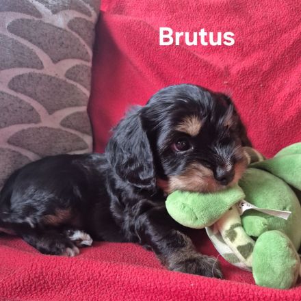Süße Cocker Spaniel Mix Welpen suchen neues Zuhause