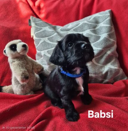 Süße Cocker Spaniel Mix Welpen suchen neues Zuhause