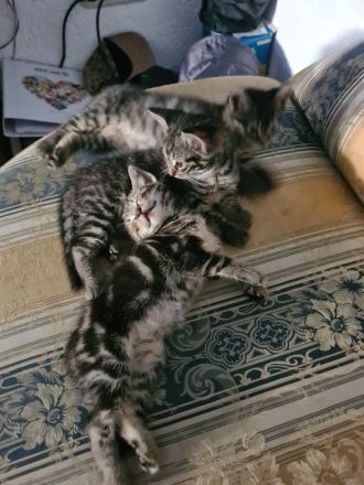 3 wundervolle 10 Wochen alte Kitten