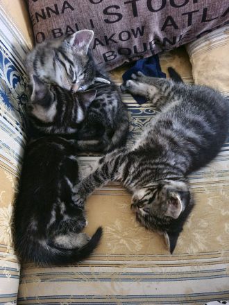 3 wundervolle 10 Wochen alte Kitten