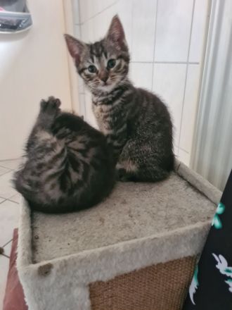 3 wundervolle 10 Wochen alte Kitten
