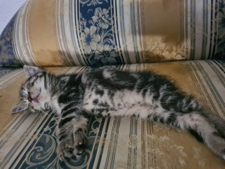 3 wundervolle 10 Wochen alte Kitten