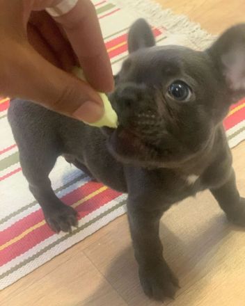🐶 Wunderschöne Französische Bulldoggen-Welpen abzugeben! 🥰