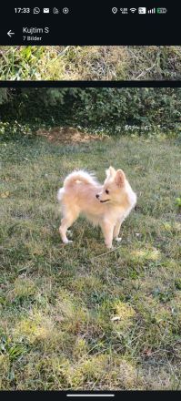 Welpen