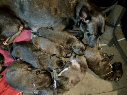 aufgeweckte Mischlingswelpen suchen aktives Zuhause - Hollandse Herder x Magyar Agár-Mix