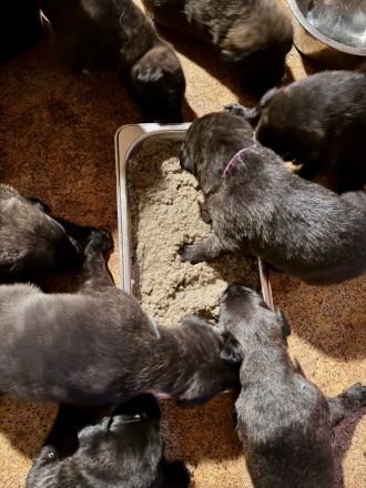 aufgeweckte Mischlingswelpen suchen aktives Zuhause - Hollandse Herder x Magyar Agár-Mix