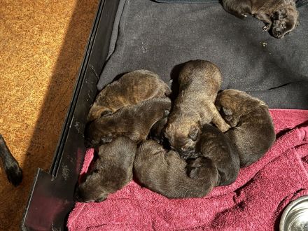 aufgeweckte Mischlingswelpen suchen aktives Zuhause - Hollandse Herder x Magyar Agár-Mix