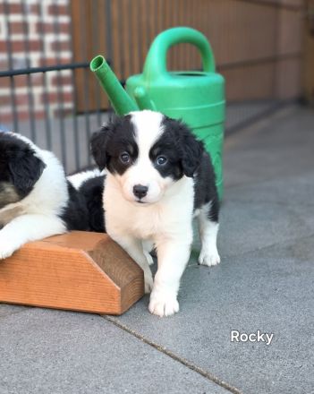 Zauberhafte Australian Shepherd Welpen suchen ihr Zuhause!