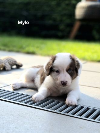 Zauberhafte Australian Shepherd Welpen suchen ihr Zuhause!