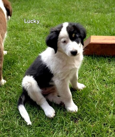 Zauberhafte Australian Shepherd Welpen suchen ihr Zuhause!