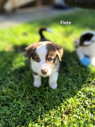 Zauberhafte Australian Shepherd Welpen suchen ihr Zuhause!