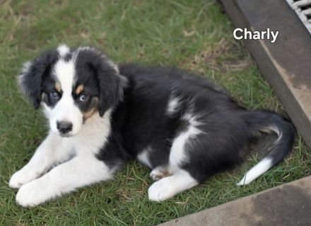 Zauberhafte Australian Shepherd Welpen suchen ihr Zuhause!
