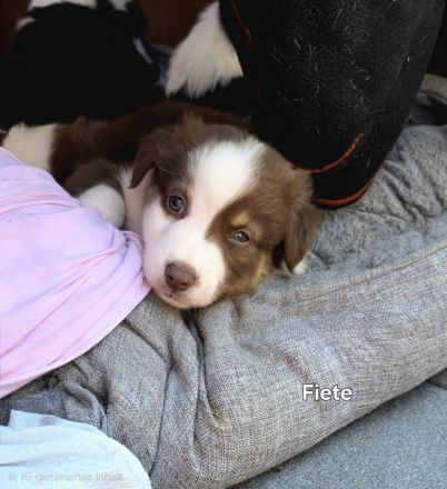 Zauberhafte Australian Shepherd Welpen suchen ihr Zuhause!
