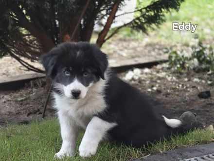 Zauberhafte Australian Shepherd Welpen suchen ihr Zuhause!