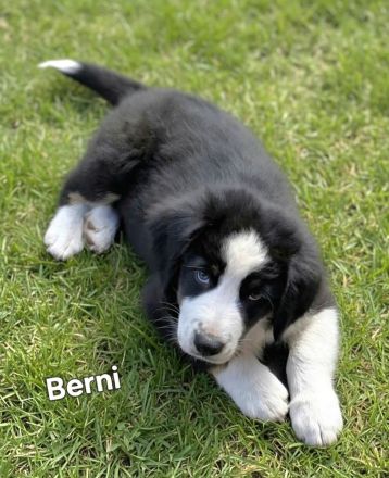 Zauberhafte Australian Shepherd Welpen suchen ihr Zuhause!