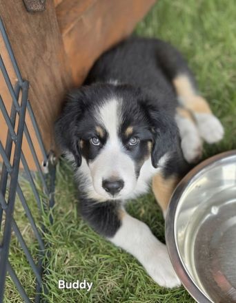 Zauberhafte Australian Shepherd Welpen suchen ihr Zuhause!