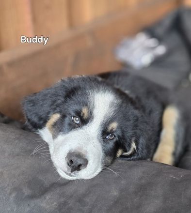 Zauberhafte Australian Shepherd Welpen suchen ihr Zuhause!