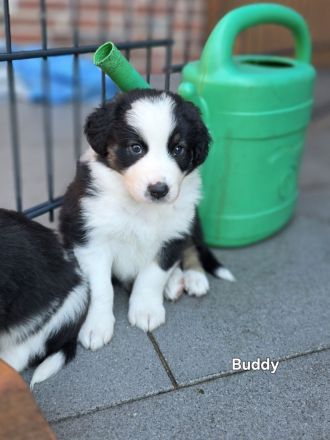 Zauberhafte Australian Shepherd Welpen suchen ihr Zuhause!