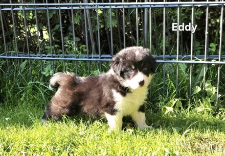 Zauberhafte Australian Shepherd Welpen suchen ihr Zuhause!