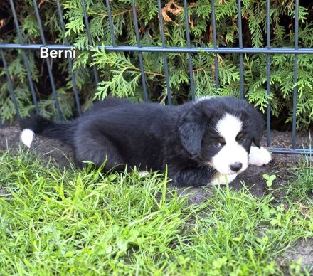 Zauberhafte Australian Shepherd Welpen suchen ihr Zuhause!