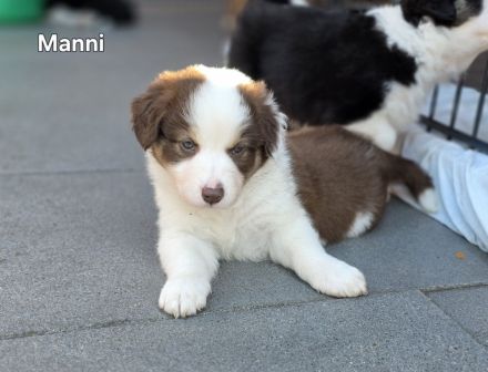 Zauberhafte Australian Shepherd Welpen suchen ihr Zuhause!