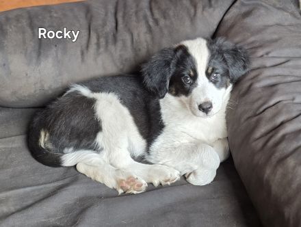 Zauberhafte Australian Shepherd Welpen suchen ihr Zuhause!