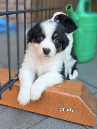 Zauberhafte Australian Shepherd Welpen suchen ihr Zuhause!