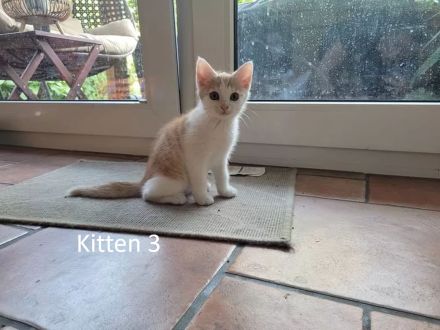 4 reinrassige BKHs abzugeben (08.05.26 geboren)